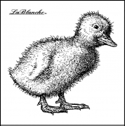 Stempel - The Pretty Duckling