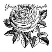 Engelsk rose - stor